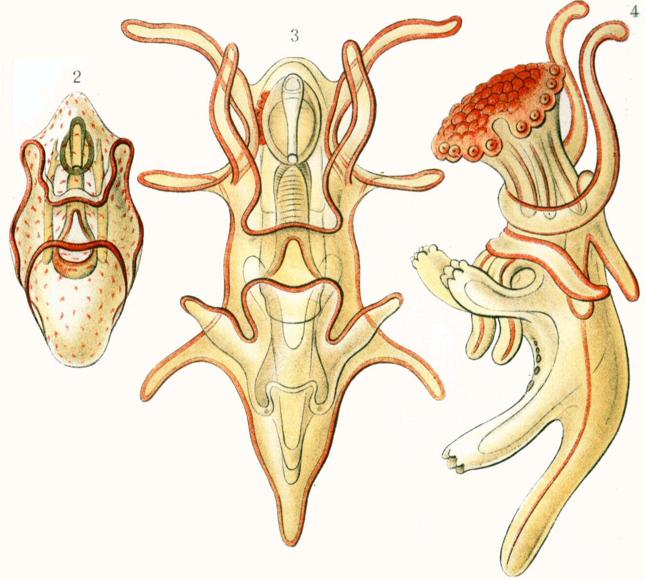 Image de Asterias Linnaeus 1758