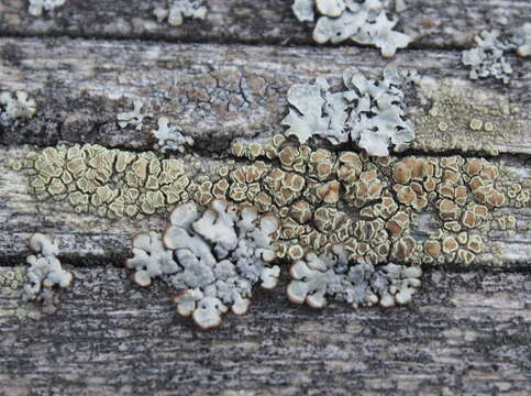 Image of rim lichen