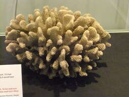 Image of Cauliflower corals