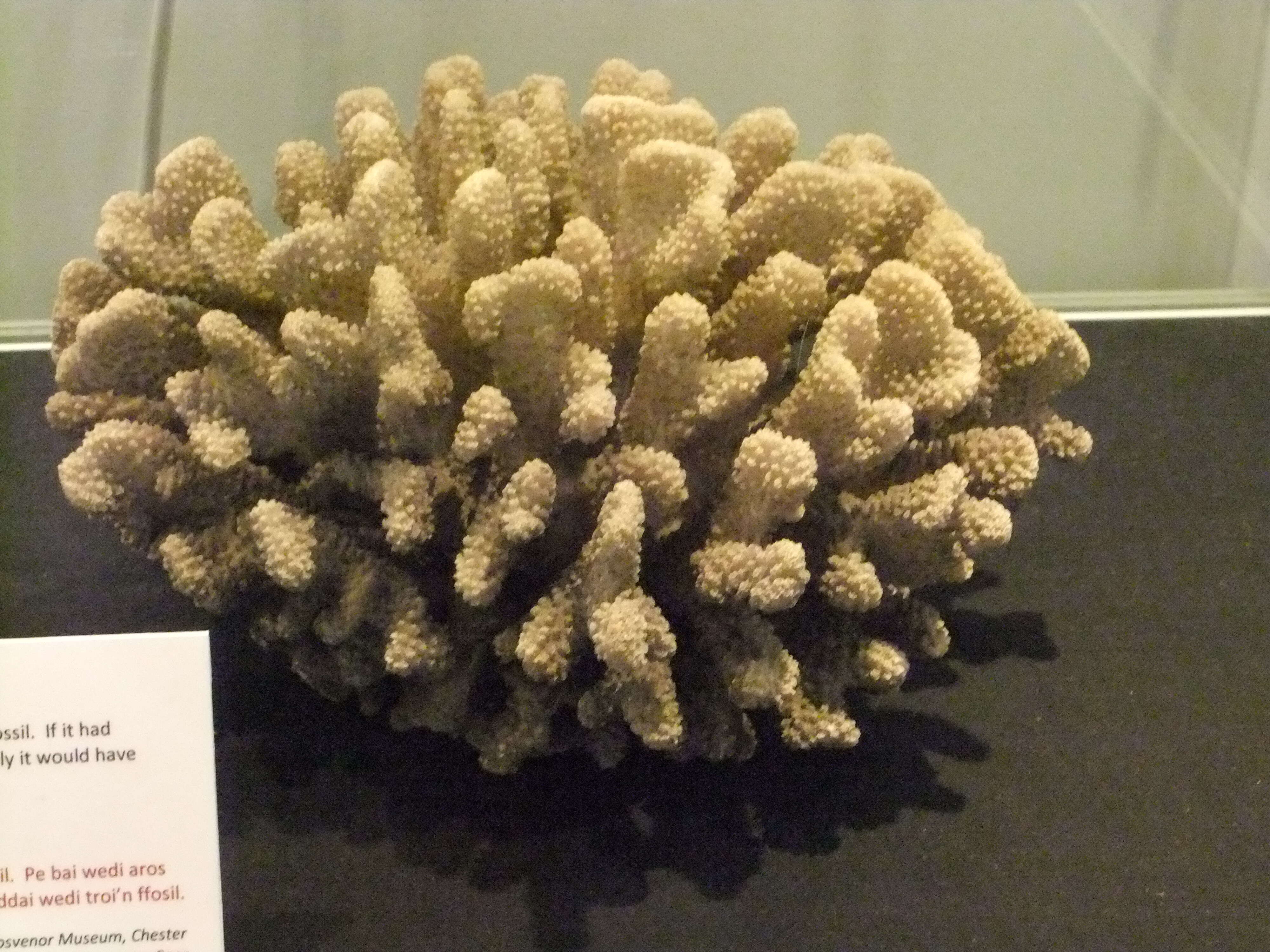 Image of Cauliflower corals