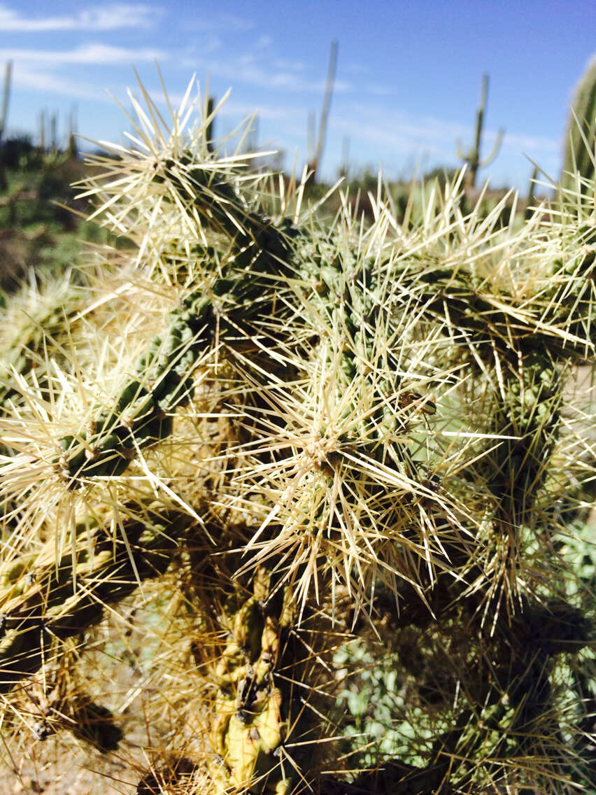 Image of jumping cholla