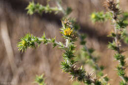 Image of Congdon's tarweed