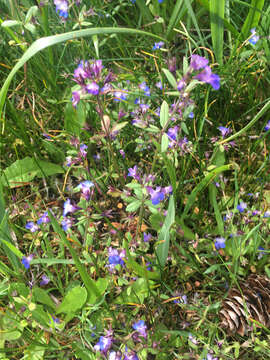 Sivun Collinsia grandiflora Dougl. ex Lindl. kuva