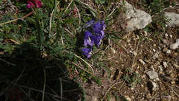 Image of Campanula orbelica Pancic