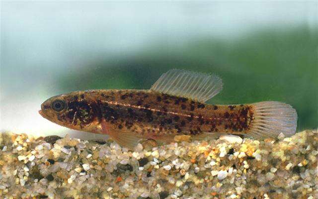 Image of European Mud-minnow