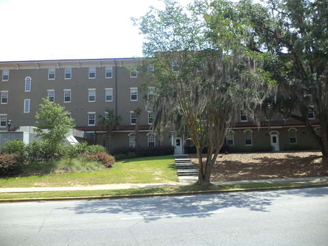 Image of Spanish moss