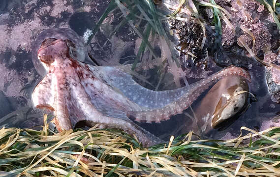 Image of East Pacific red octopus