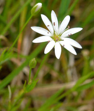 Stellaria longipes Goldie resmi