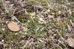 Image of weak arctic sedge