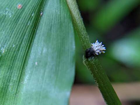 صورة Balansiopsis guareae Bat. & H. Maia 1956