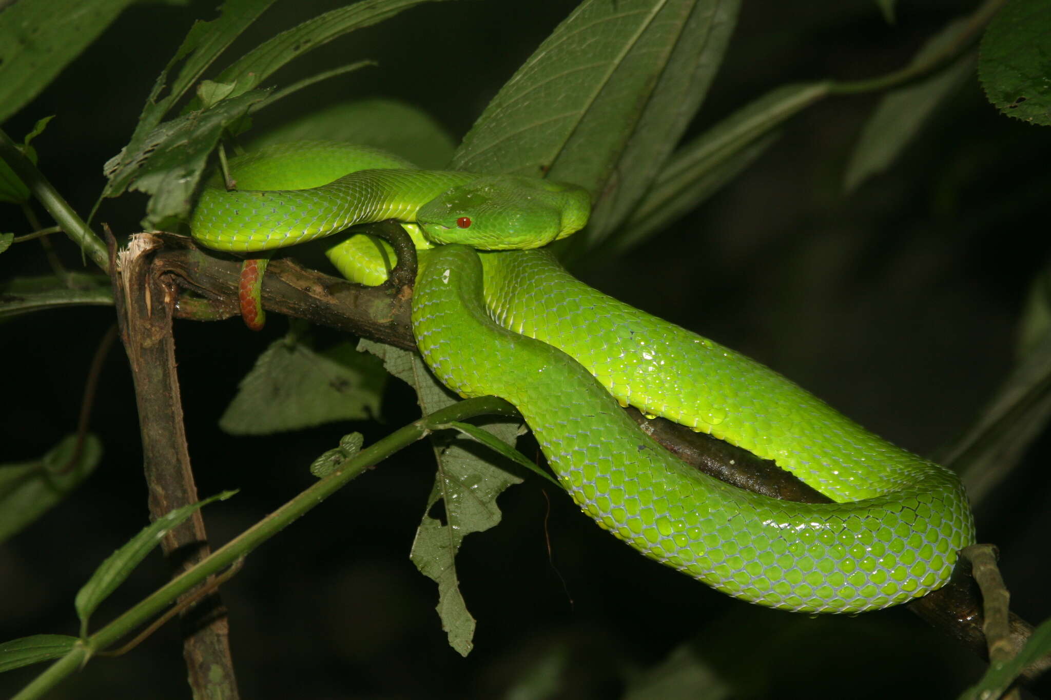 Image of Pope's pit viper