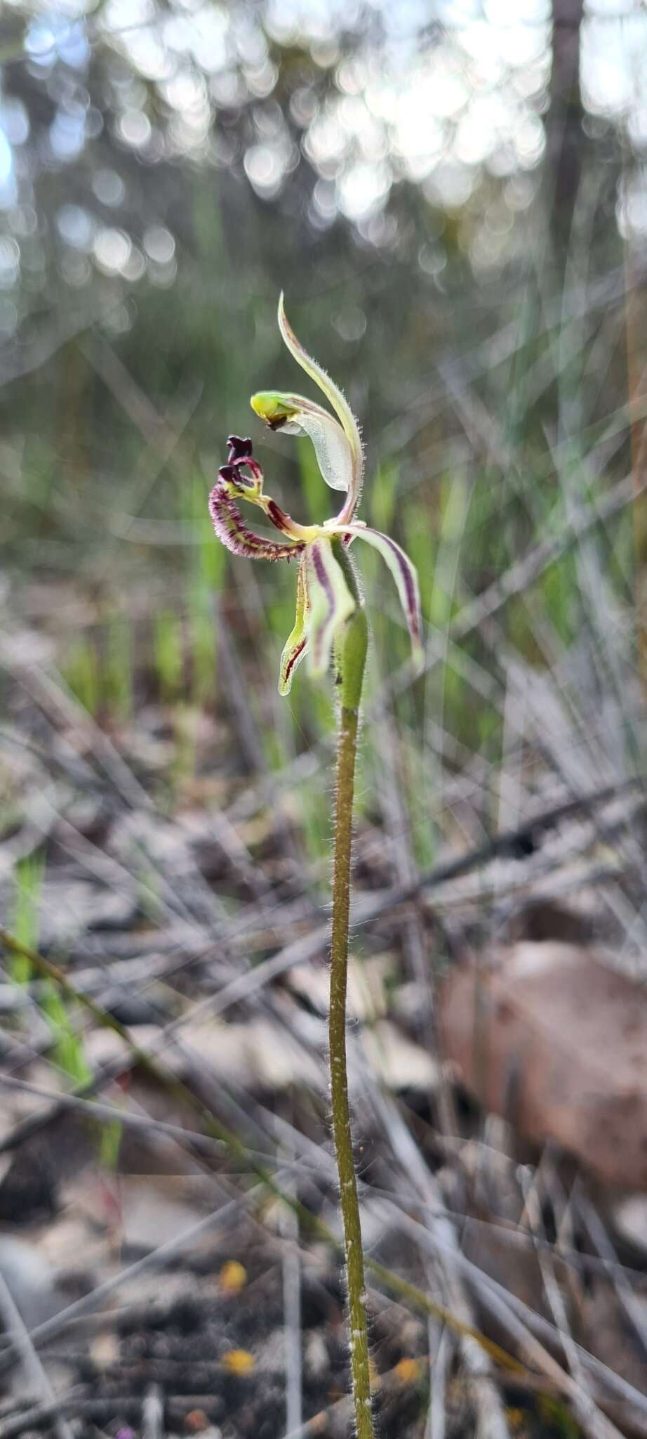 Image of Common dragon orchid