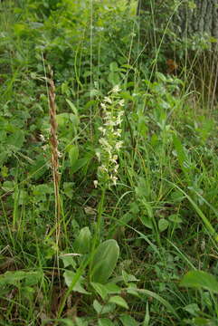 Слика од Platanthera chlorantha (Custer) Rchb.