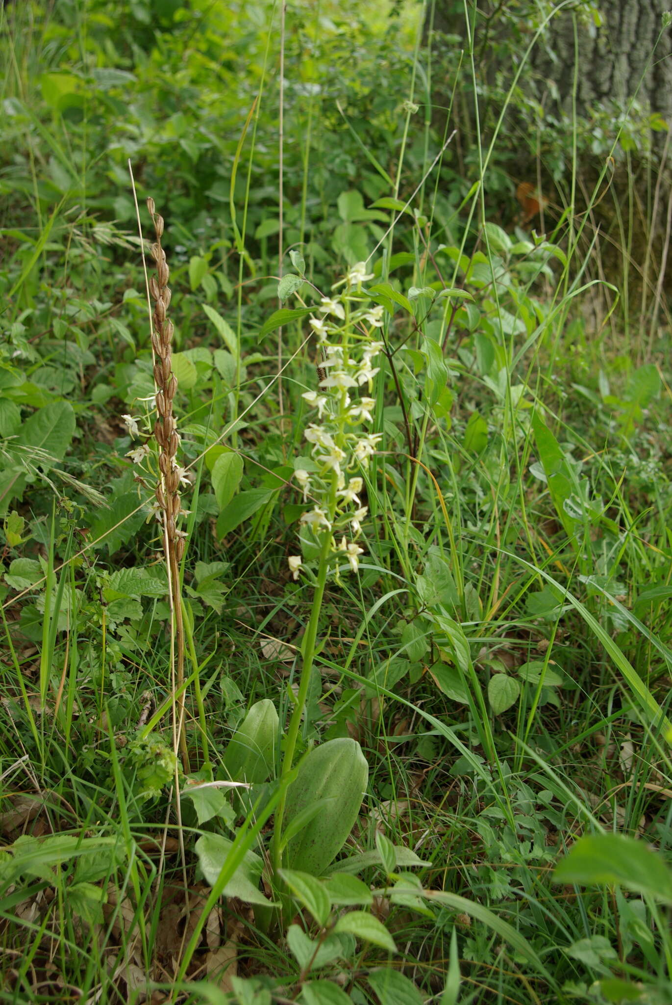 Слика од Platanthera chlorantha (Custer) Rchb.