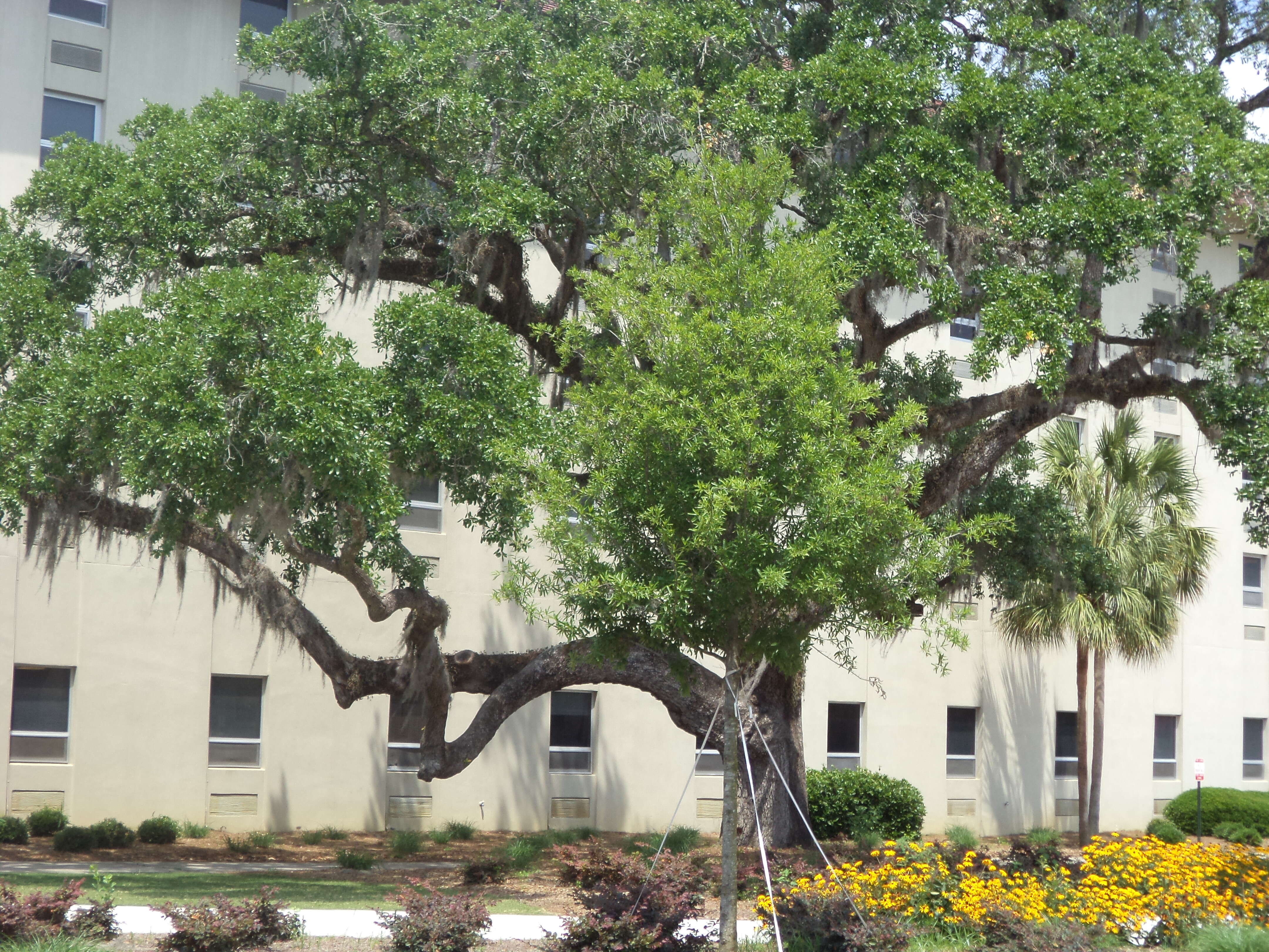 Quercus lyrata Walter resmi