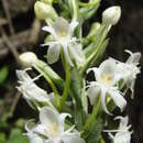 Слика од Habenaria monorrhiza (Sw.) Rchb. fil.