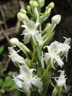 Image of Tropical False Rein Orchid