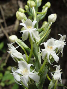 Слика од Habenaria monorrhiza (Sw.) Rchb. fil.