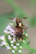 Image of Sicus ferrugineus (Linnaeus 1761)