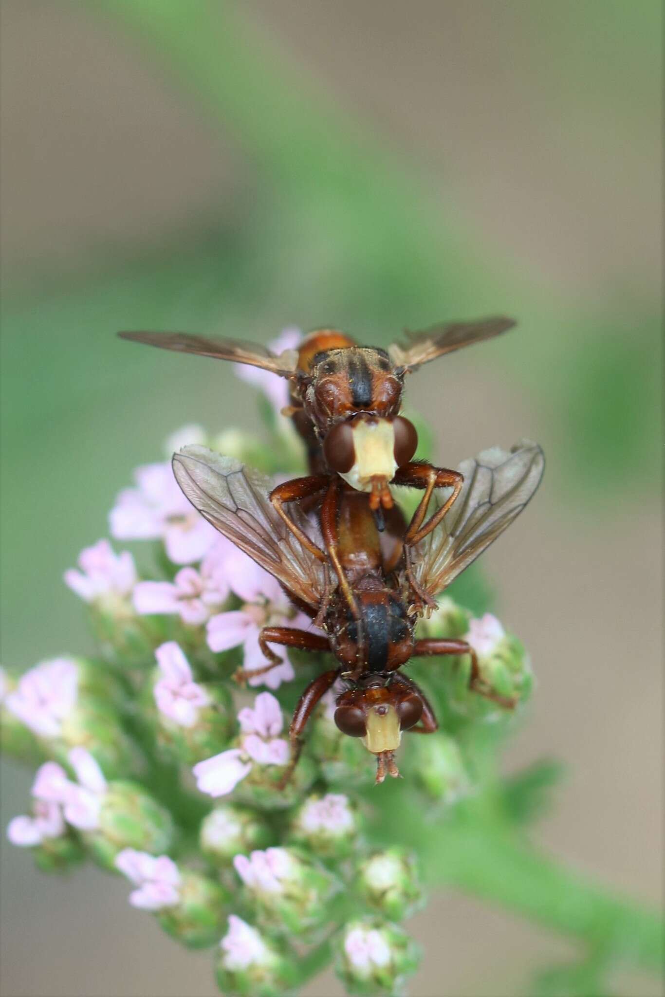 Image of Sicus ferrugineus (Linnaeus 1761)