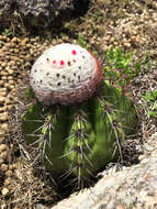 Image of Melocactus neryi K. Schum.