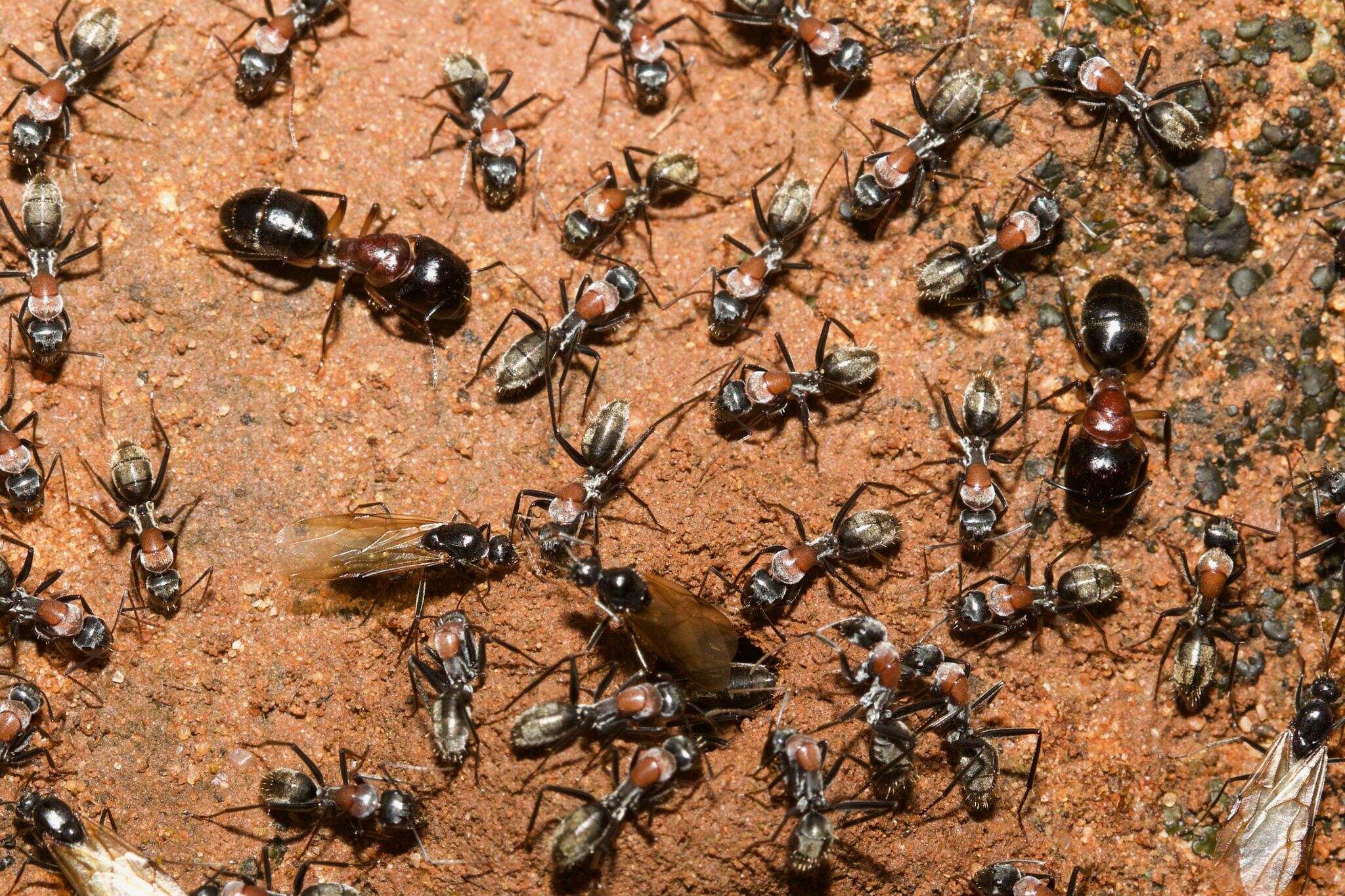 Image de Camponotus ephippium (Smith 1858)