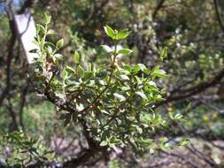 Image de Larrea divaricata Cav.