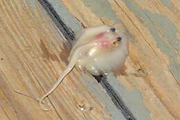 Image of Atlantic Stingray