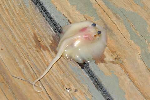 Image of Atlantic Stingray