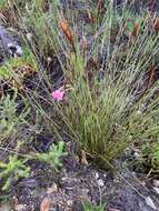 Imagem de Gladiolus meridionalis G. J. Lewis