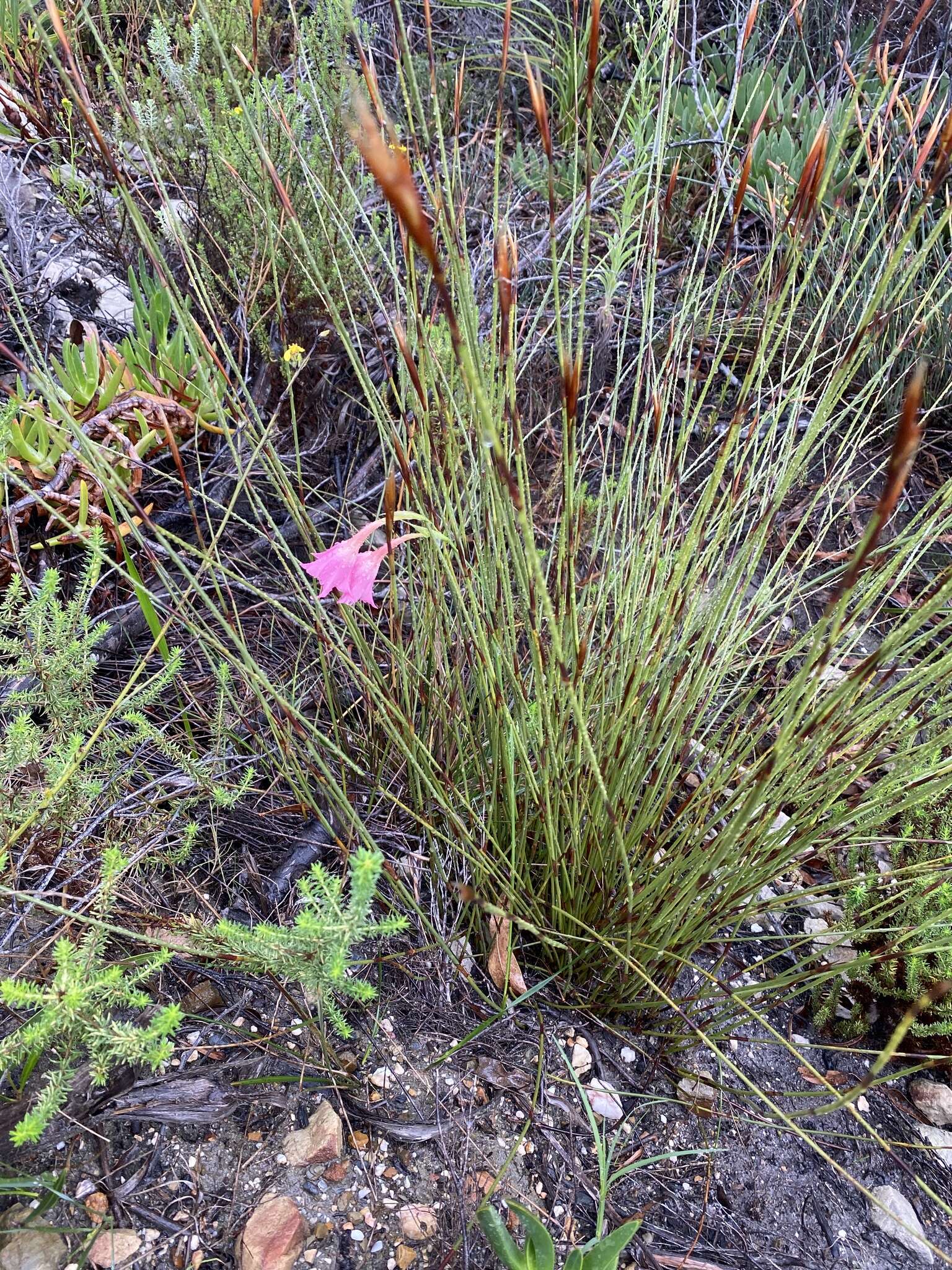 Image of Gladiolus meridionalis G. J. Lewis