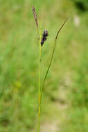 Image of carnation sedge