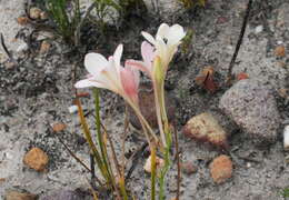 Image of Tritonia cooperi (Baker) Klatt