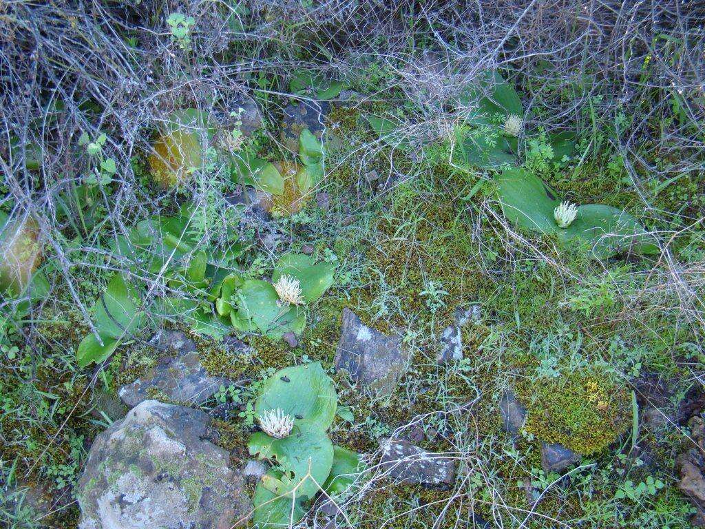 Image of Common Hedgehog Lily