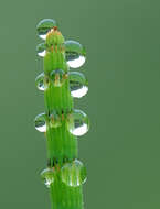 Image of Water Horsetail