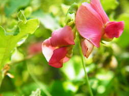 Image of Persian Everlasting Pea