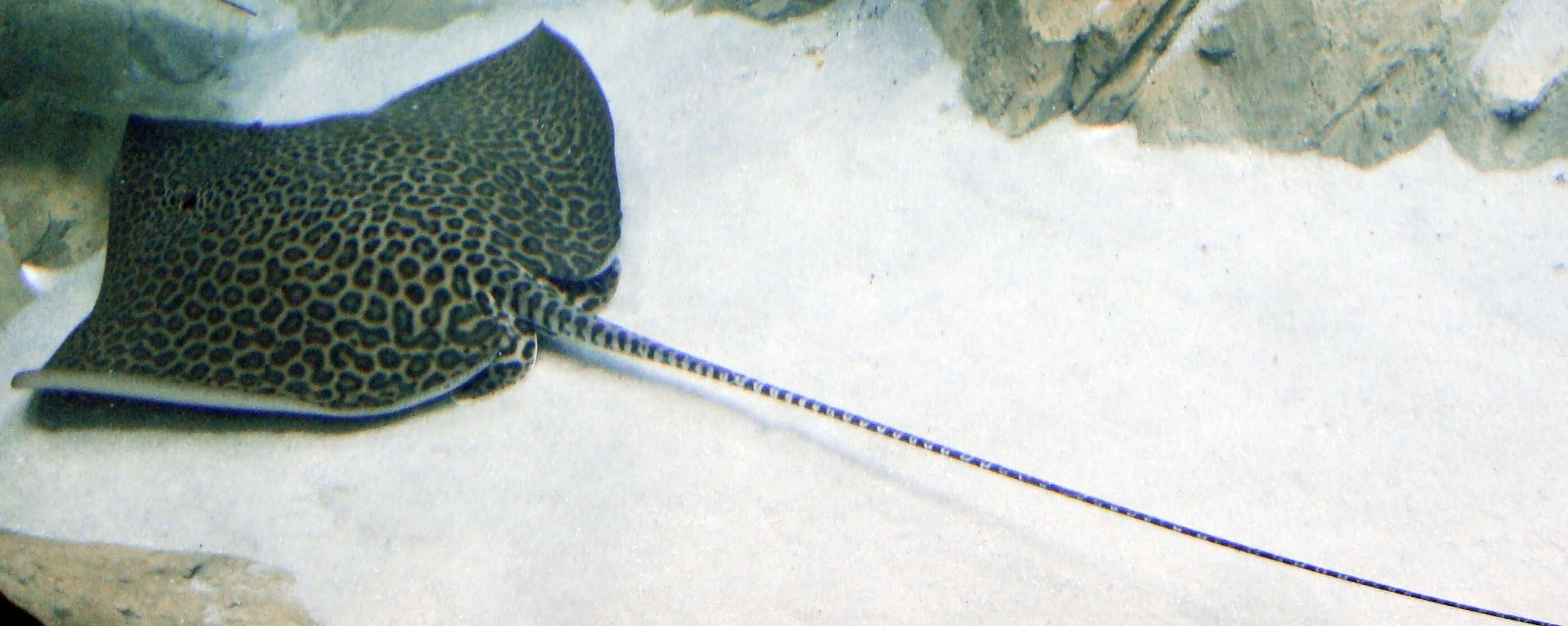 Image of Leopard Whipray