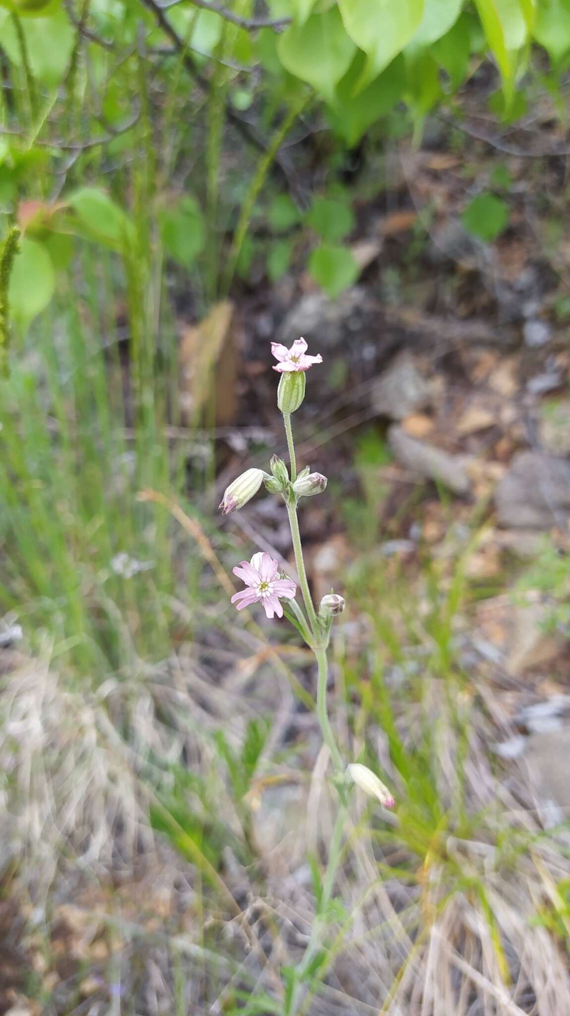 Imagem de Silene aprica Turcz. ex Fisch. & C. A. Mey.