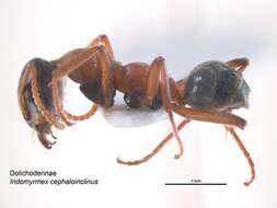 Image of Iridomyrmex cephaloinclinus Shattuck 1993