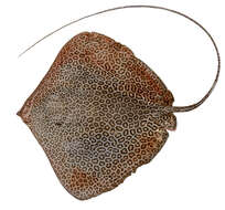 Image of Leopard Whipray