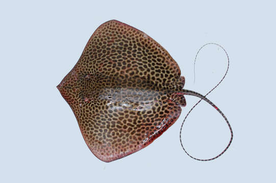 Image of Honeycomb Stingray