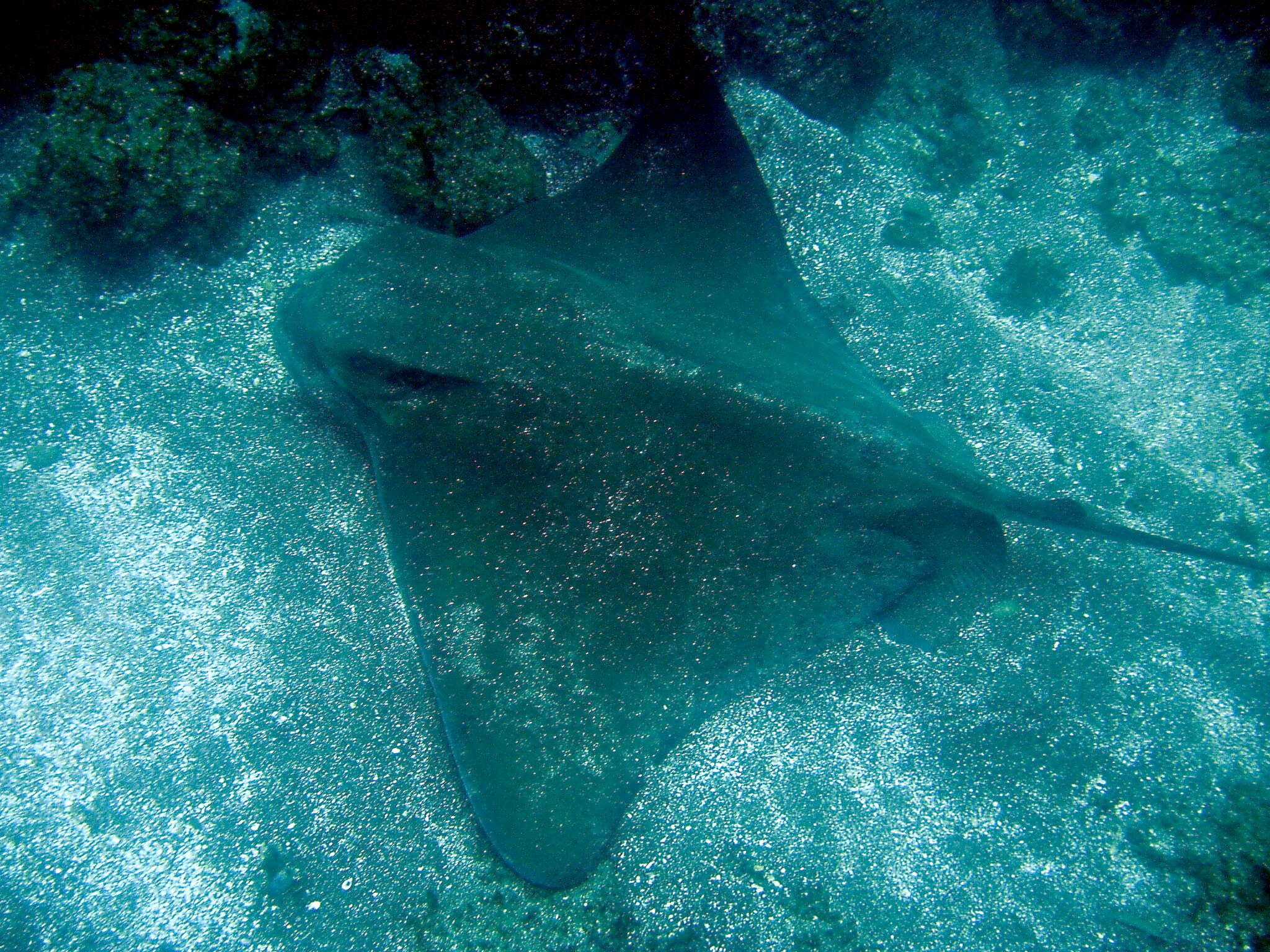 Image of Bat ray