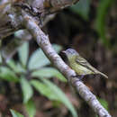 Image of Red-billed Tyrannulet