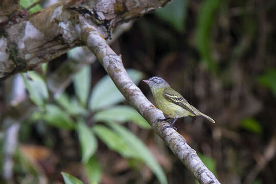 Image of Red-billed Tyrannulet