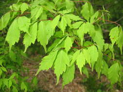 Acer cissifolium (Sieb. & Zucc.) C. Koch resmi