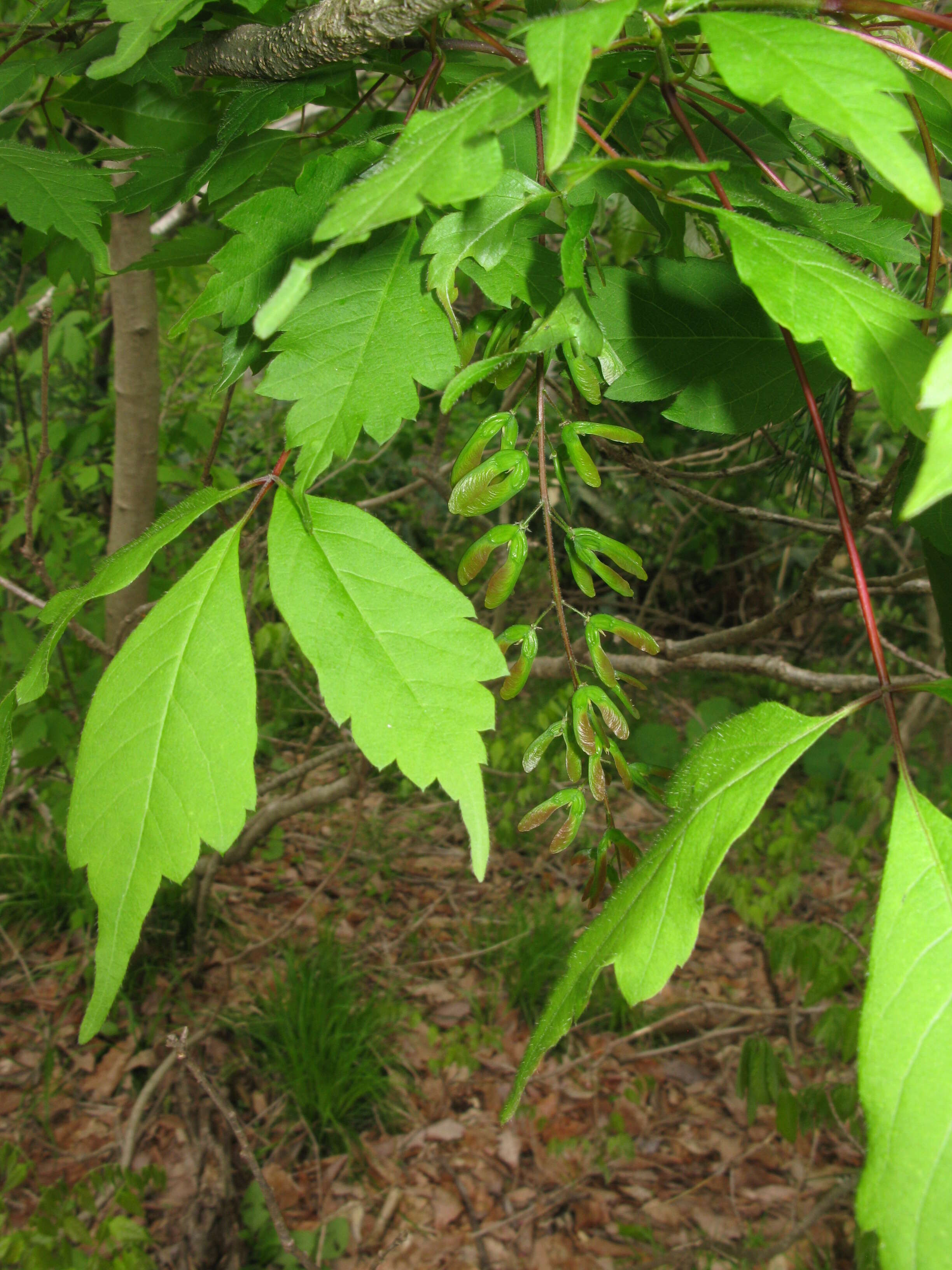 Acer cissifolium (Sieb. & Zucc.) C. Koch resmi