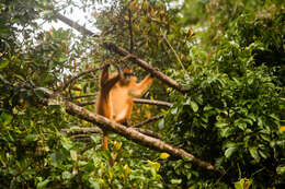 Image of Mitered Leaf-monkey; Sumatran Surili