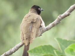 Image of White-eyed Bulbul