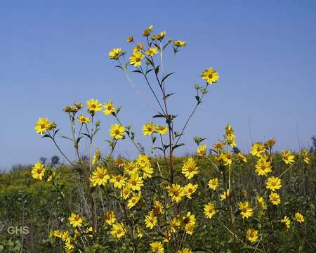 Image of giant sunflower