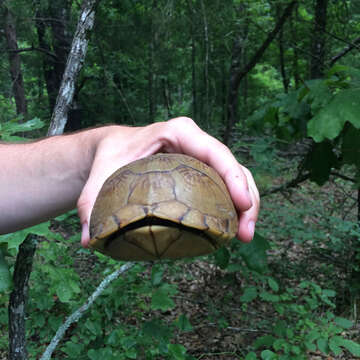 Image of Three-toed box turtle